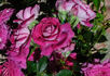 Pink Twist rose photo