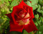 Biola Centennial rose photo