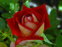 Biola Centennial rose photo