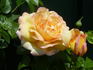 Grand'mère Jenny, Cl. rose photo