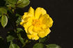 Connie rose photo