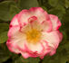 Photogenic rose photo