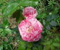 Bright Ideas rose photo
