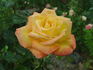 Goldstrike rose photo