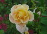 Jan's Wedding rose photo