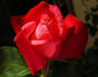 Hawaiian Prince rose photo