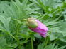 Veitchii peony photo