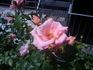 Rita Levi Montalcini rose photo