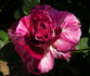 Tigress ™ rose photo