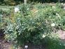Gletscherfee rose photo