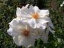 Gletscherfee rose photo