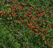 <i>Rosa omeiensis</i> Rolfe synonym rose photo
