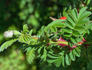 <i>Rosa omeiensis</i> Rolfe synonym rose photo