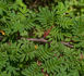 <i>Rosa omeiensis</i> Rolfe synonym rose photo