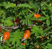 <i>Rosa omeiensis</i> Rolfe synonym rose photo