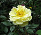 Lexington rose photo