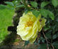 Lexington rose photo