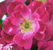 Frostfire rose photo