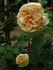 Apricot Sky rose photo