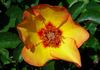 Persian Autumn rose photo