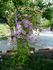 C. 'Margaret Hunt' clematis photo
