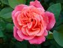 Frontier Twirl rose photo