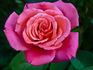 Frontier Twirl rose photo