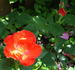 Jim Lounsbery rose photo