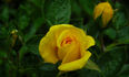 Texas rose photo