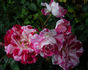 Rockin' Robin™ rose photo