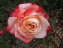 Tanchô rose photo