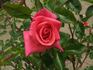 Smooth Lady rose photo
