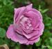 Delphin rose photo