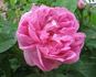 Sophie de Marsilly (moss, Moreau rose photo