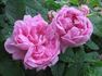 Sophie de Marsilly (moss, Moreau rose photo