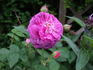 Séquier rose photo
