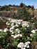 White Sparrieshoop rose photo