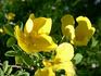 R. hemisphaerica rapini rose photo