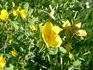 R. hemisphaerica rapini rose photo