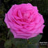 Benoit Friart rose photo