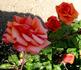 Beautiful Britain rose photo