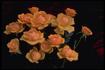 Amber Nectar rose photo