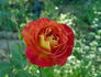 Bolshoï rose photo