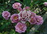 Seattle Scentsation ™ rose photo
