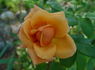 Apricot Silk rose photo