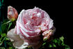 Fragrant Masterpiece rose photo
