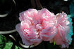 Fragrant Masterpiece rose photo