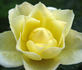 Lexington rose photo