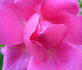 Isabella Skinner rose photo