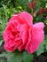 Auguste Chaplain rose photo